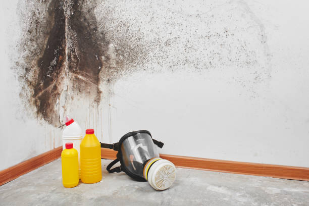 Best Residential Mold Remediation in Santa Teresa, NM