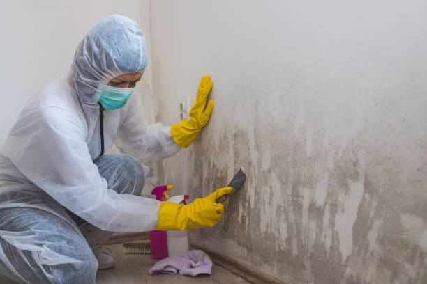 Best Mold Testing and Inspection Services in Santa Teresa, NM