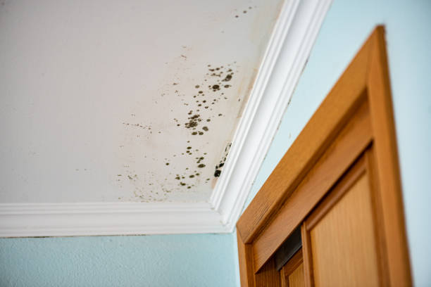 Best Post-Flood Mold Remediation in Santa Teresa, NM