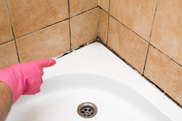 Professional Mold Remediation in Santa Teresa, NM